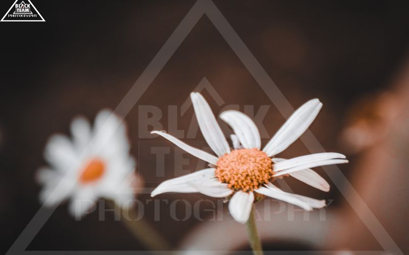 Indoor Plants: A Care Guide